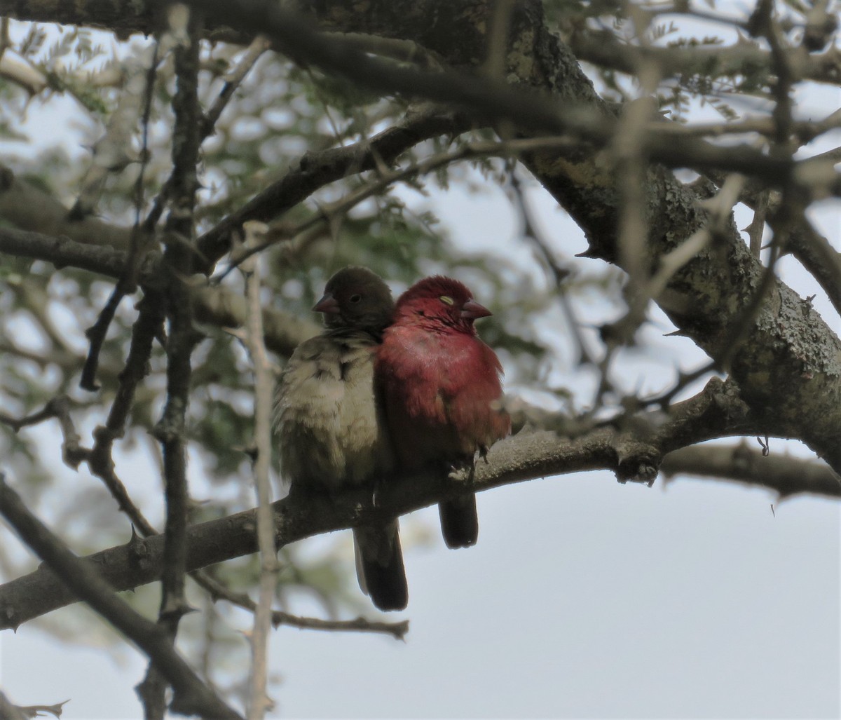 Red-billed Firefinch - Anonymous