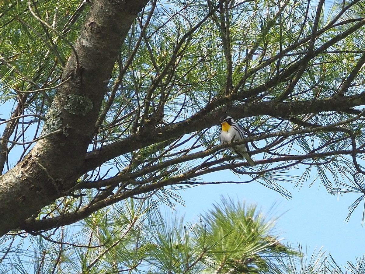 Yellow-throated Warbler - ML618517784