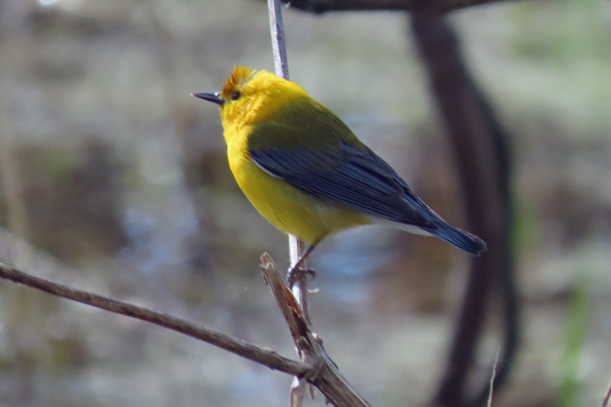 Prothonotary Warbler - Rob Palin