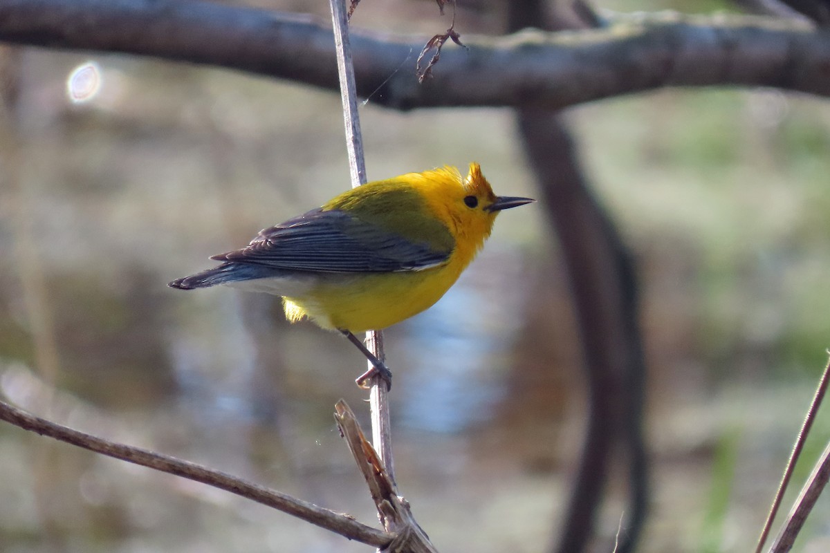 Prothonotary Warbler - ML618517795