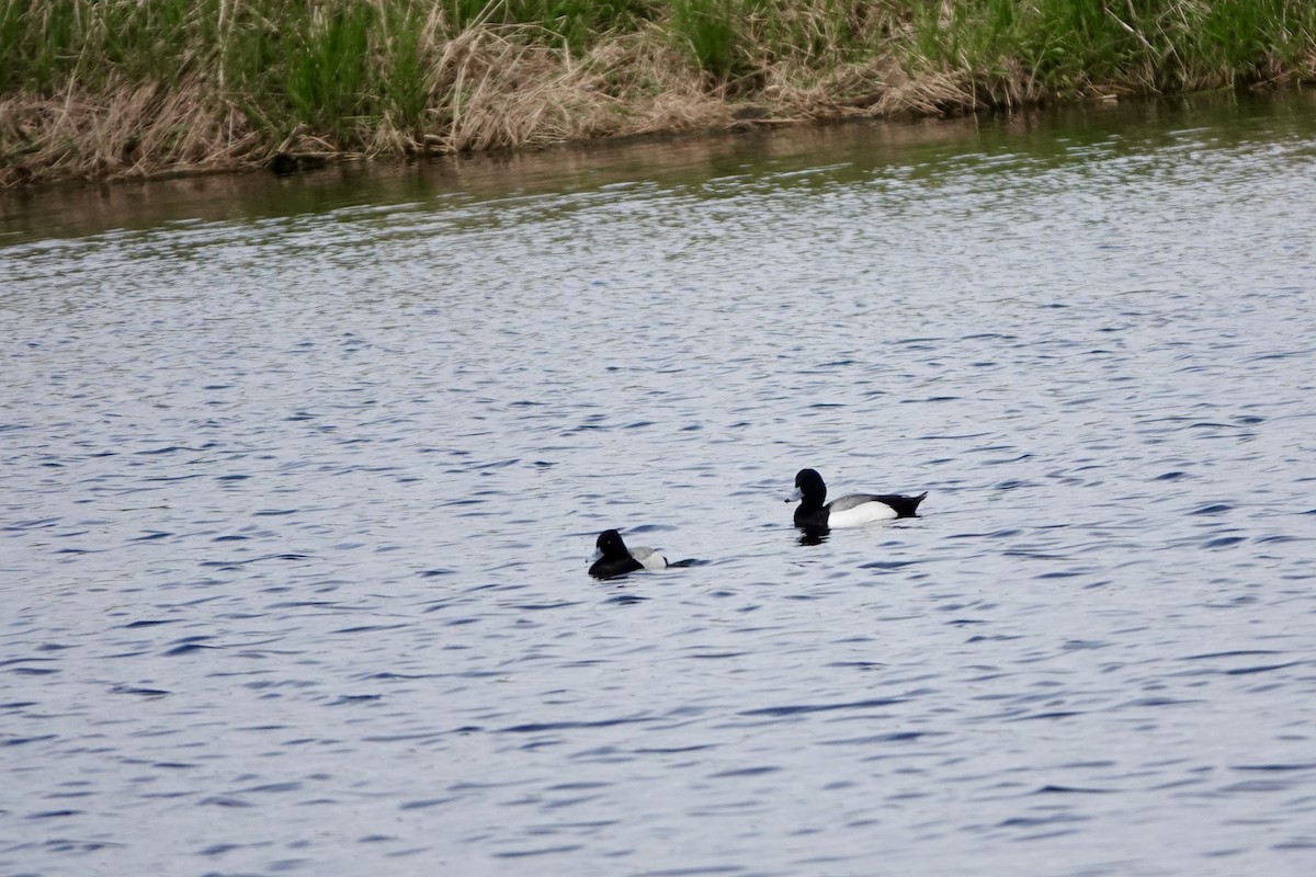 Greater Scaup - ML618517814