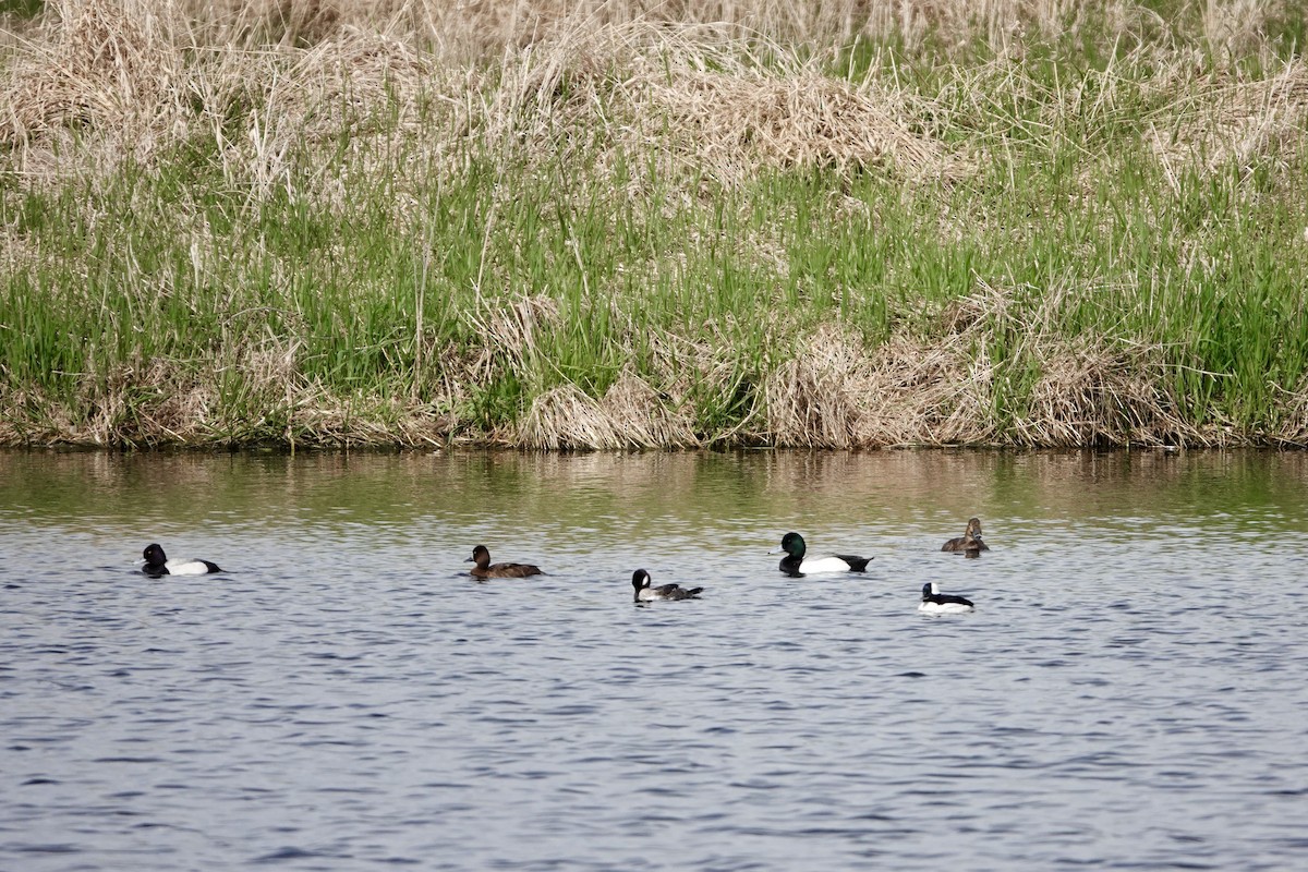 Greater Scaup - ML618517815