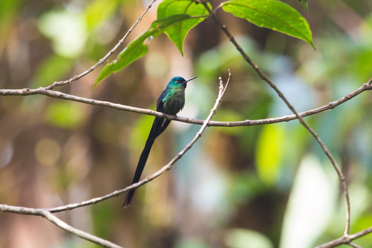 Violet-tailed Sylph - ML618517817