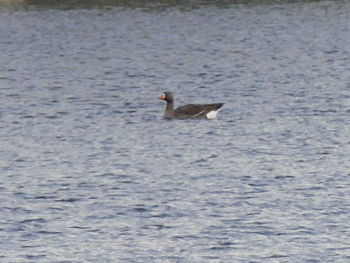 Greater White-fronted Goose - ML618517827