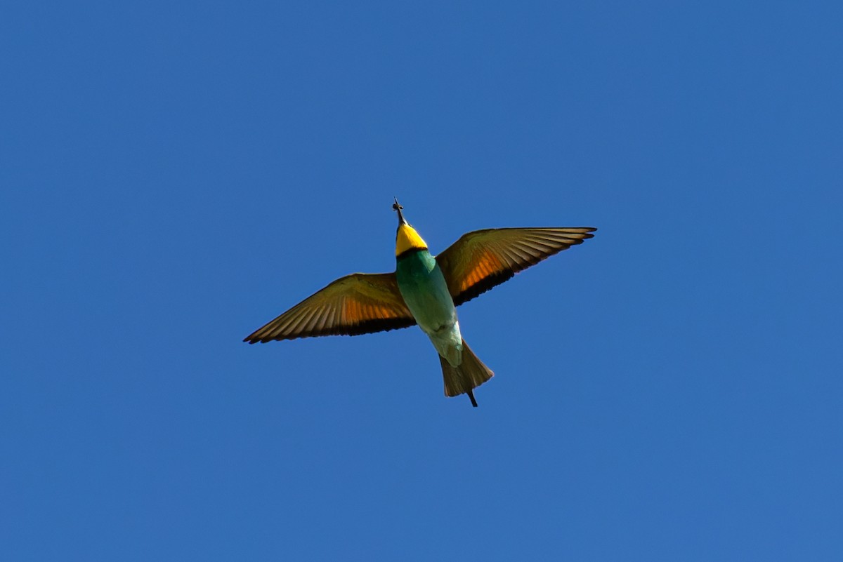European Bee-eater - ML618517881