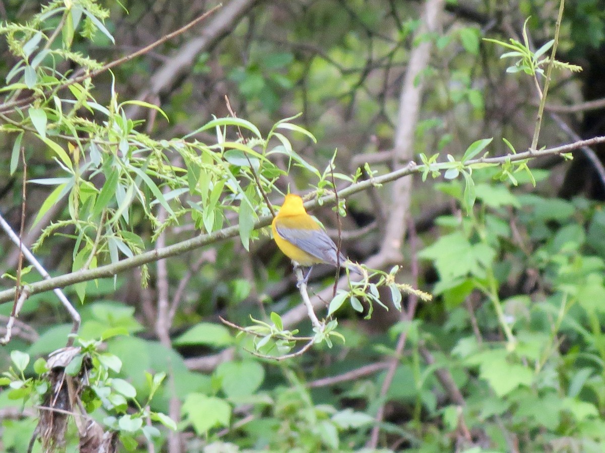Prothonotary Warbler - ML618517886