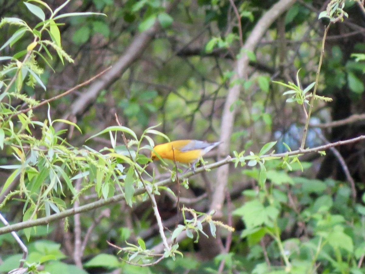 Prothonotary Warbler - ML618517887