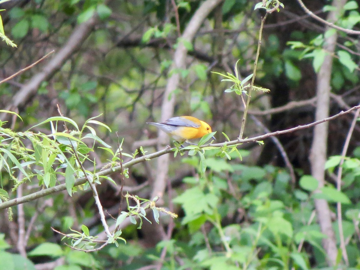 Prothonotary Warbler - ML618517888