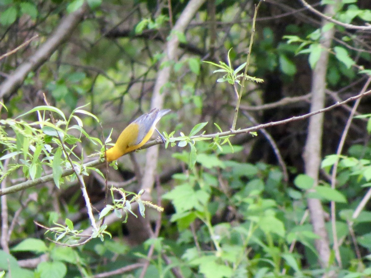 Prothonotary Warbler - ML618517889