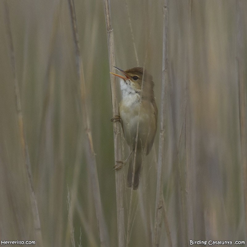 Common Reed Warbler - ML618517910