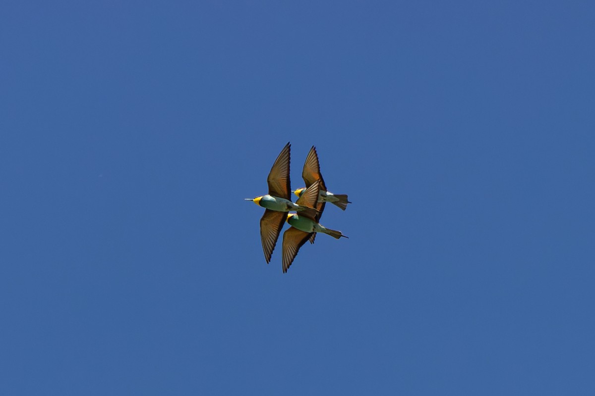 European Bee-eater - ML618517920