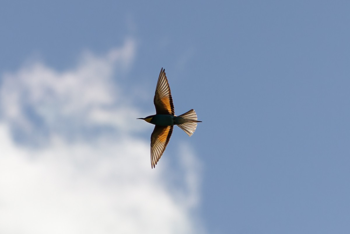 European Bee-eater - Çağrı Şanlı