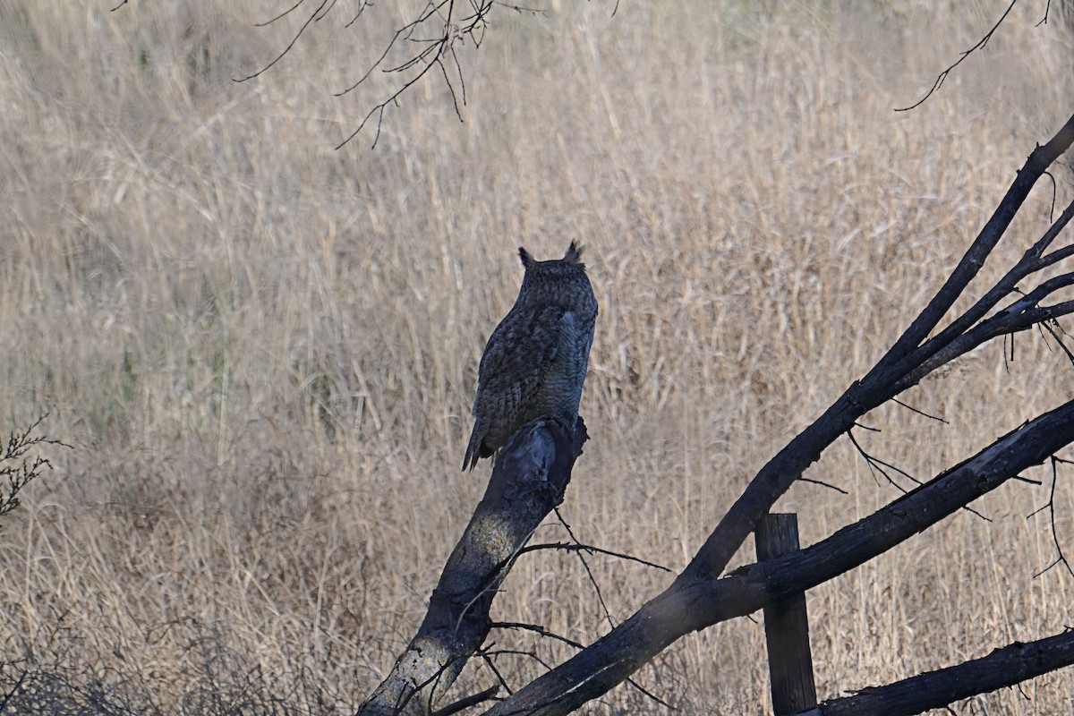 Great Horned Owl - ML618517946