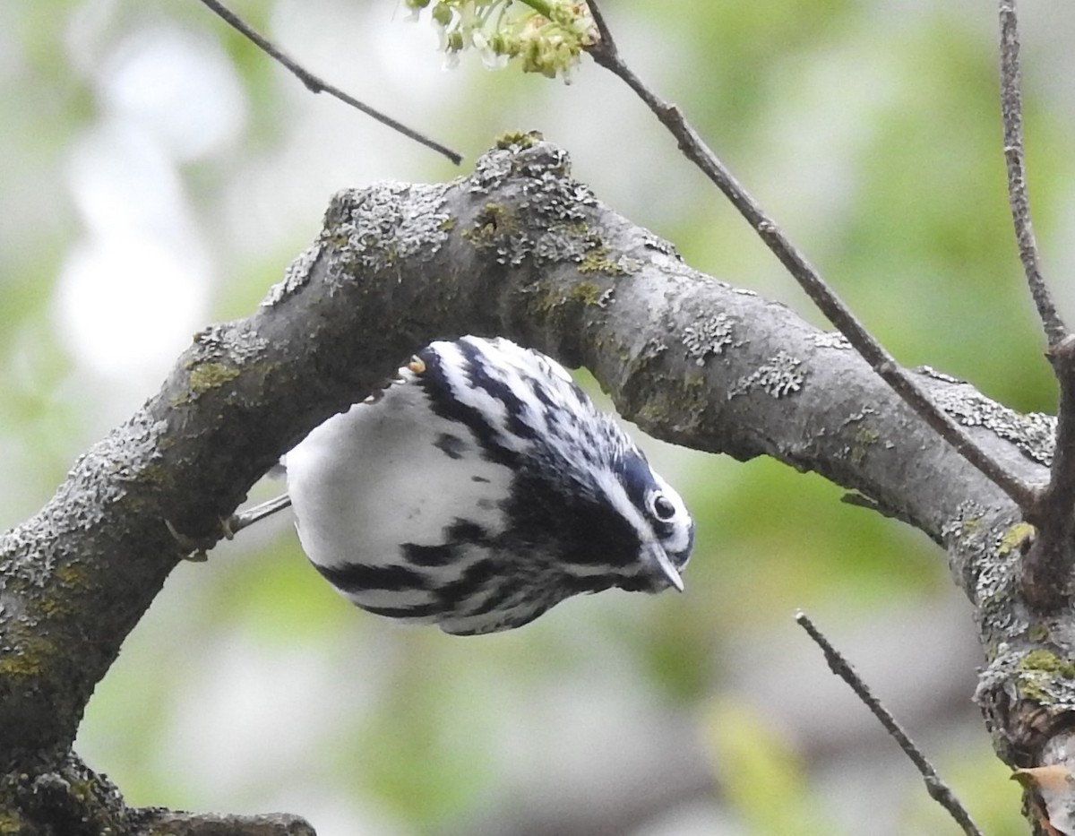 Black-and-white Warbler - ML618517954