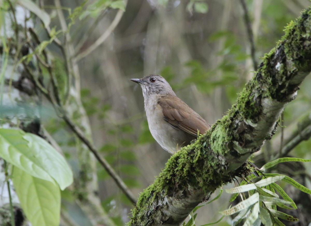 Pale-breasted Thrush - ML618517959