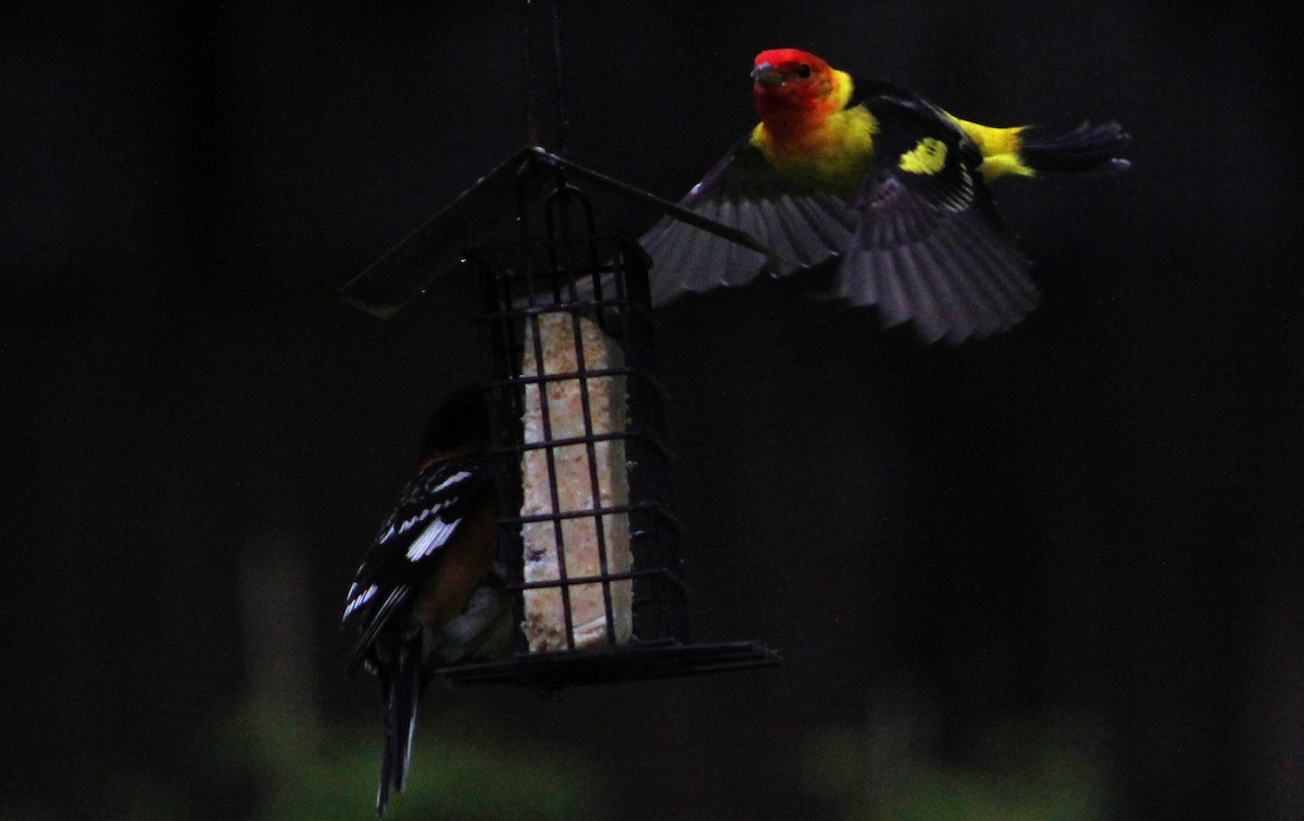 Western Tanager - ML618517960