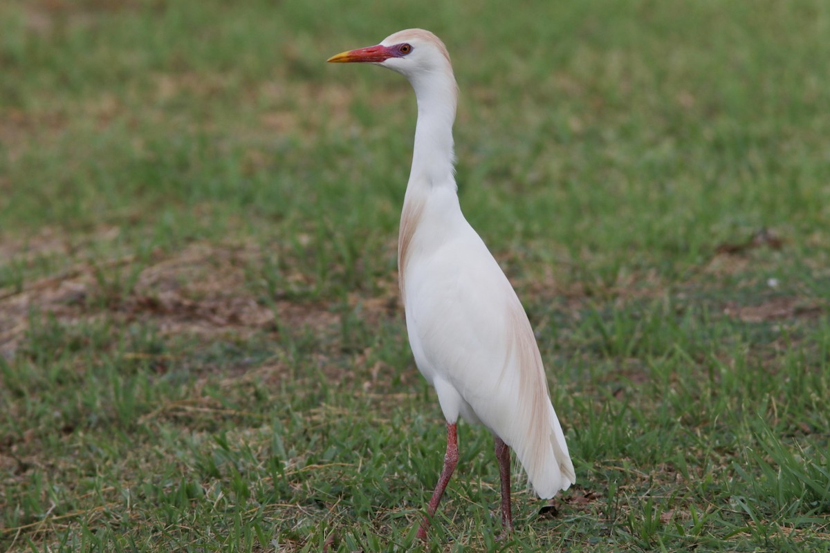 Египетская цапля (ibis) - ML618517962