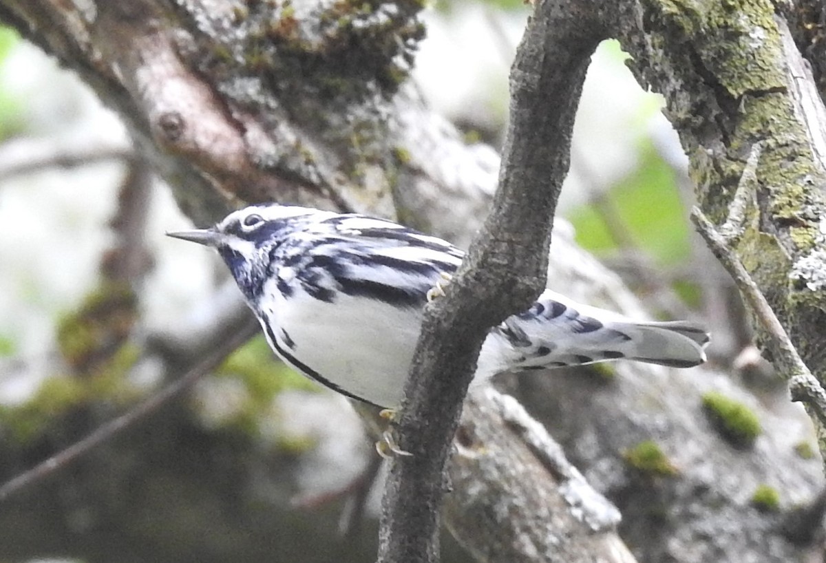 Black-and-white Warbler - ML618517963