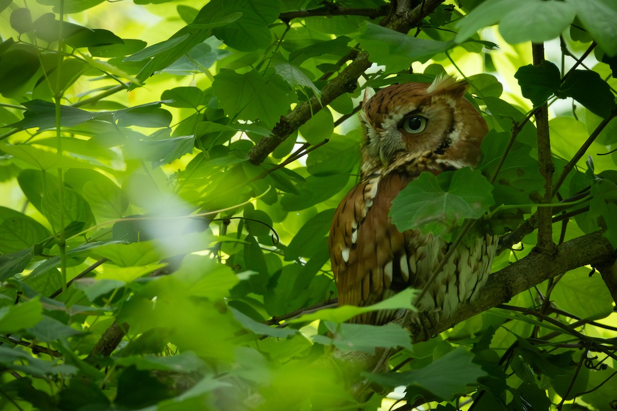 Eastern Screech-Owl - Doris Gertler