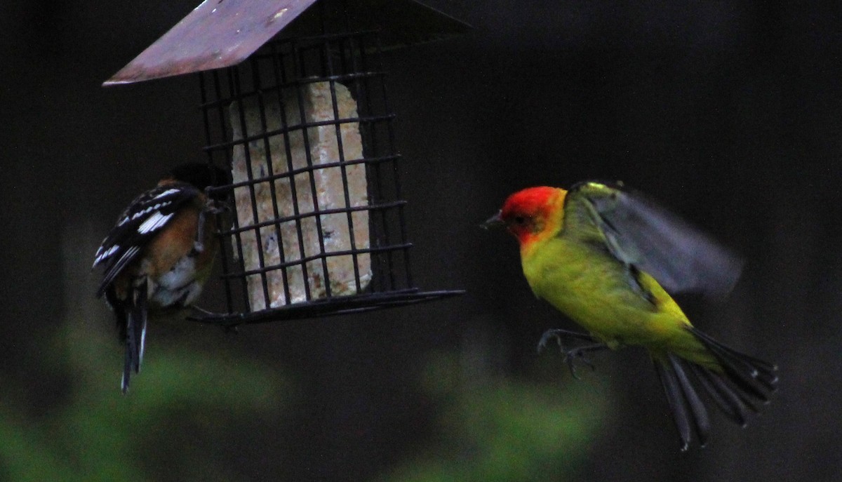 Western Tanager - ML618517968