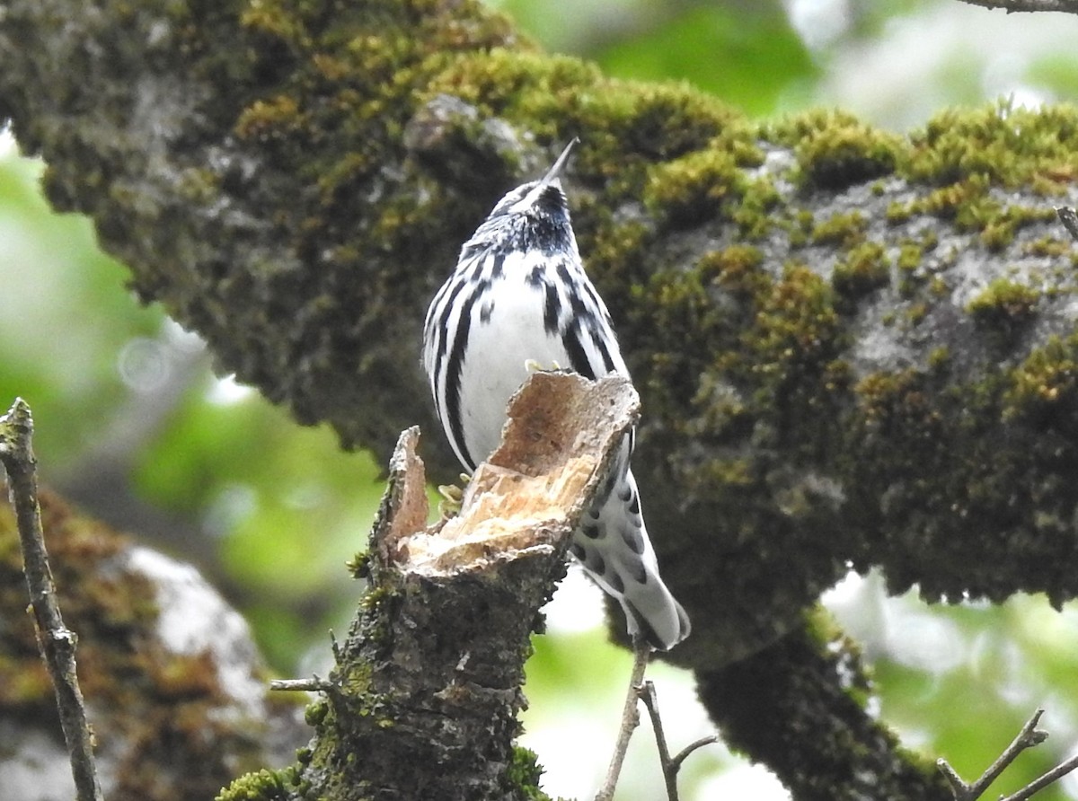 Black-and-white Warbler - ML618517986