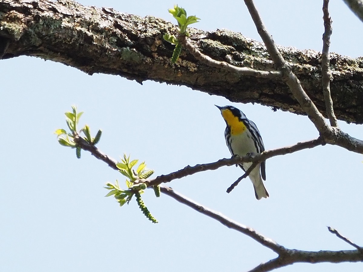 Yellow-throated Warbler - ML618518001