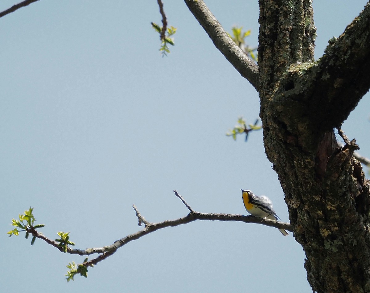 Yellow-throated Warbler - ML618518002