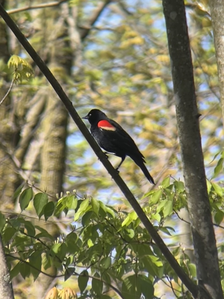 Red-winged Blackbird - ML618518023