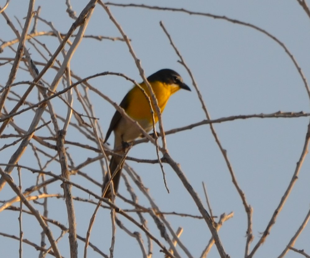 Yellow-breasted Chat - ML618518036
