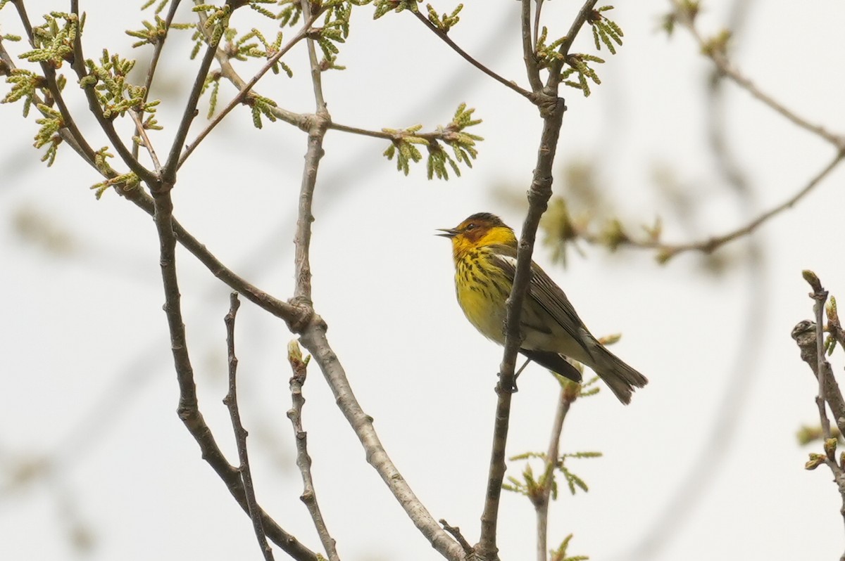 Cape May Warbler - ML618518050