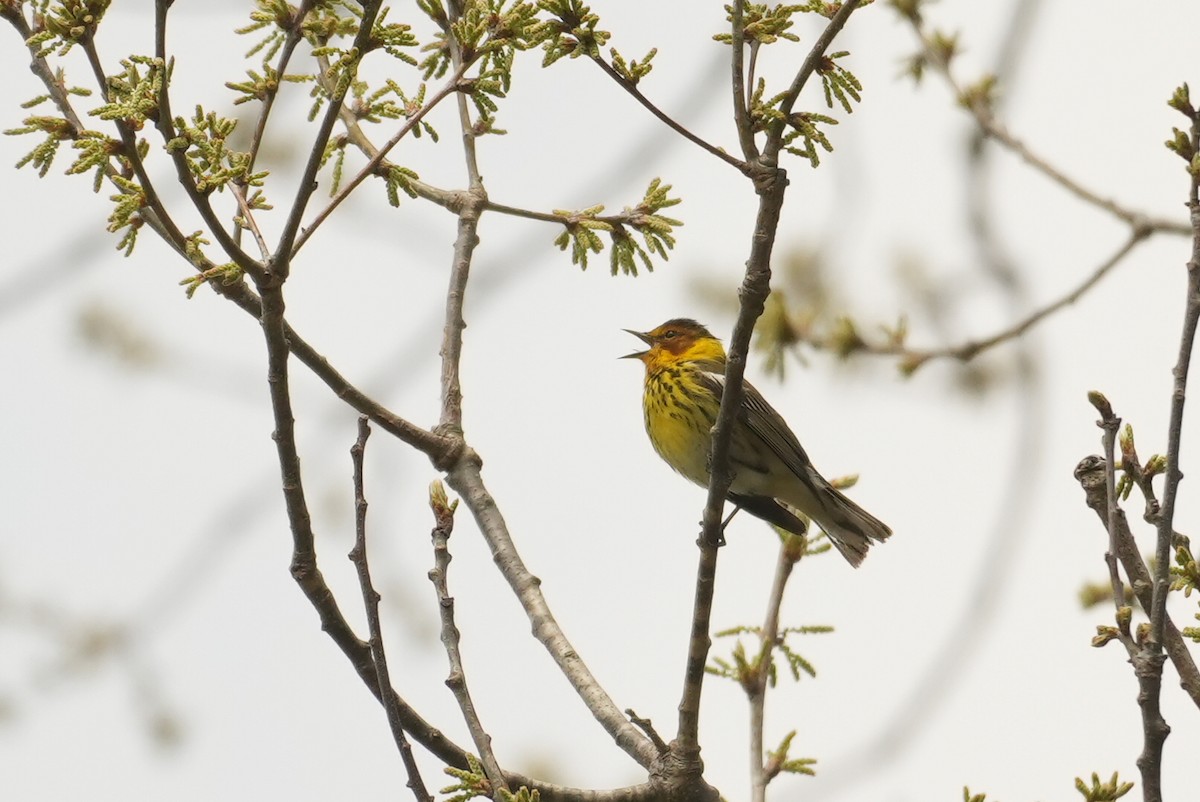 Cape May Warbler - ML618518051