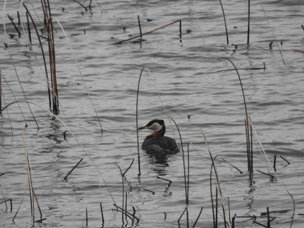 Red-necked Grebe - ML618518054