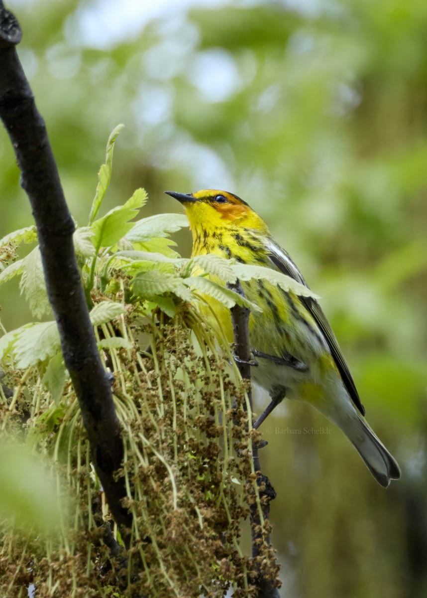 Cape May Warbler - ML618518055