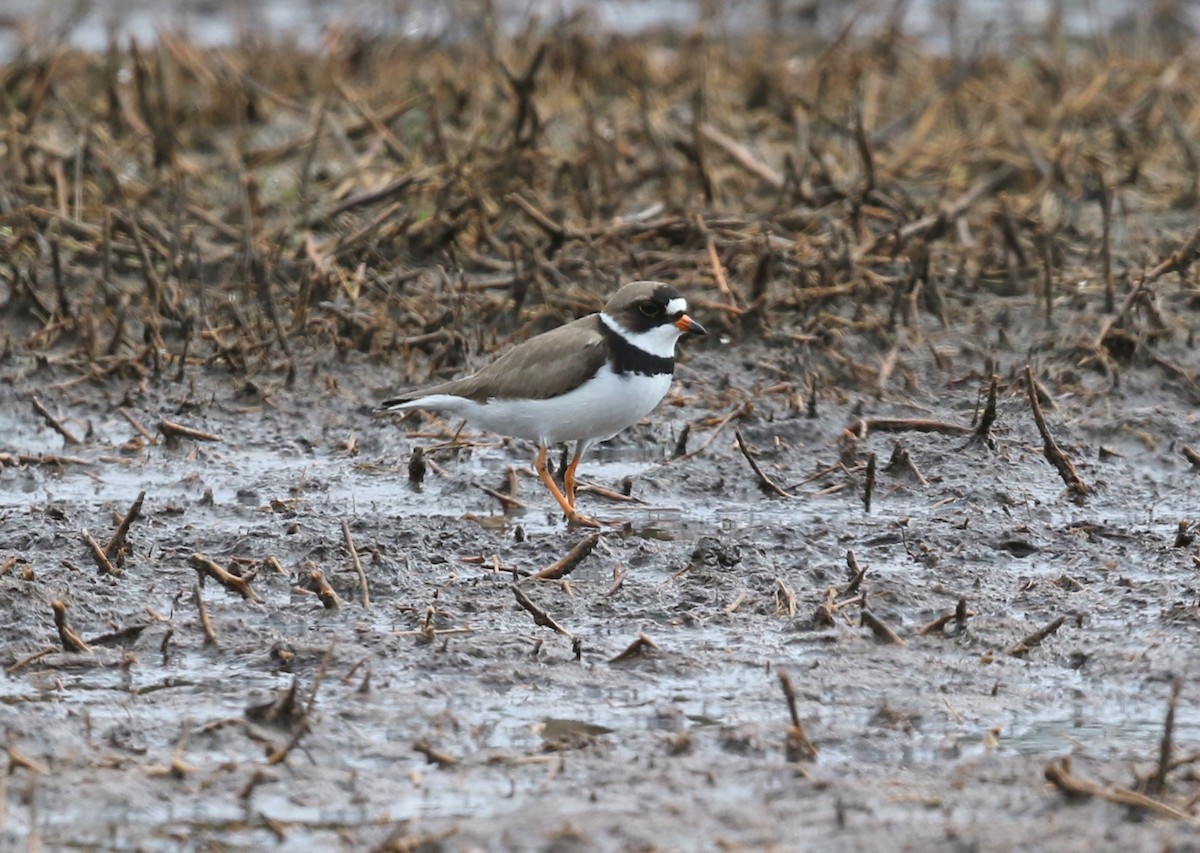 Semipalmated Plover - ML618518163