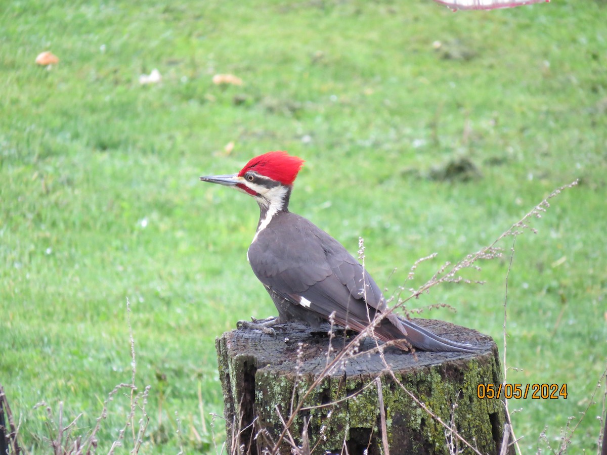 Pileated Woodpecker - ML618518206