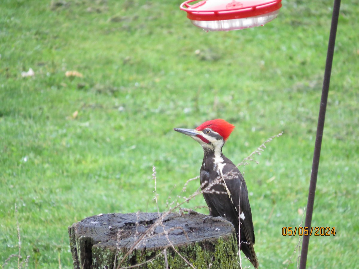 Pileated Woodpecker - ML618518207