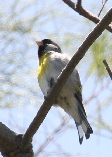 Lawrence's Goldfinch - ML618518210