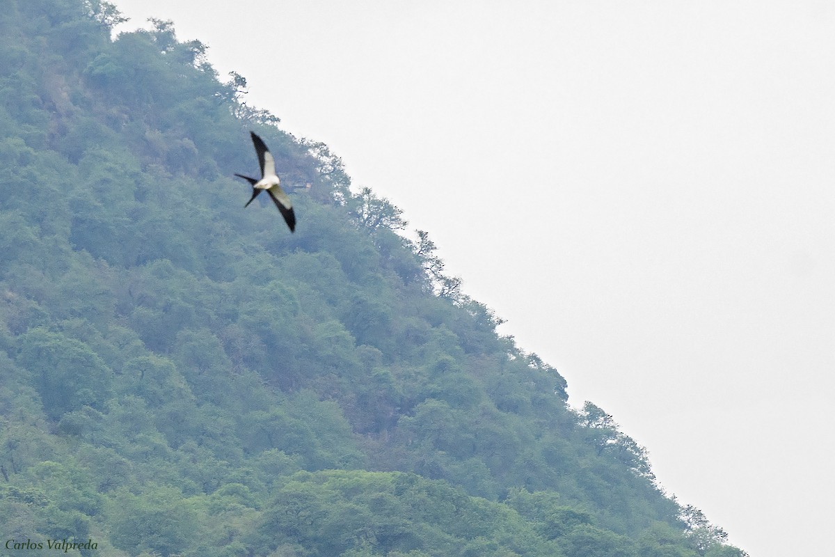 Swallow-tailed Kite - ML618518222