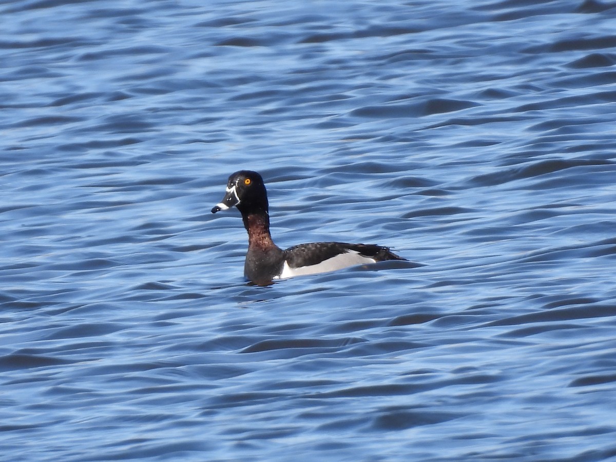 Ring-necked Duck - ML618518245