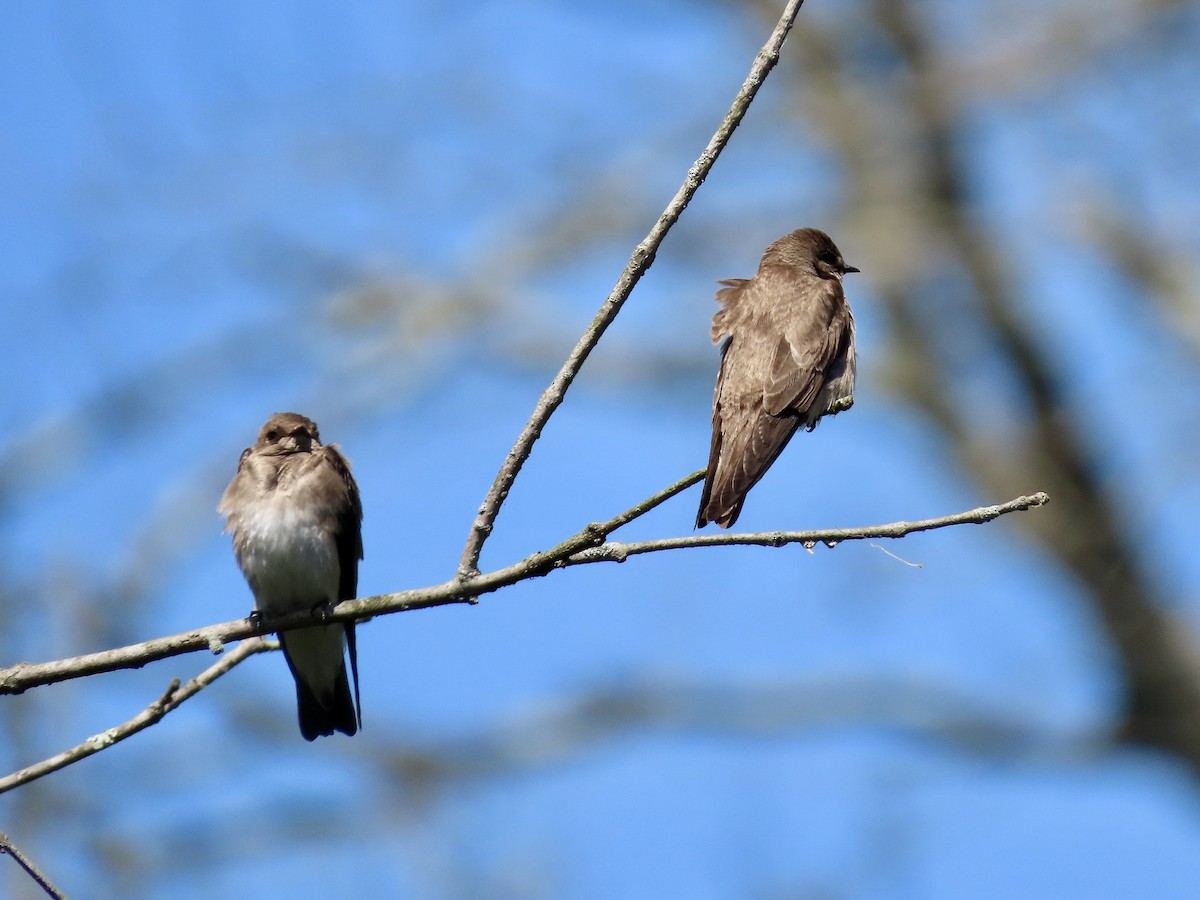 Northern Rough-winged Swallow - ML618518256