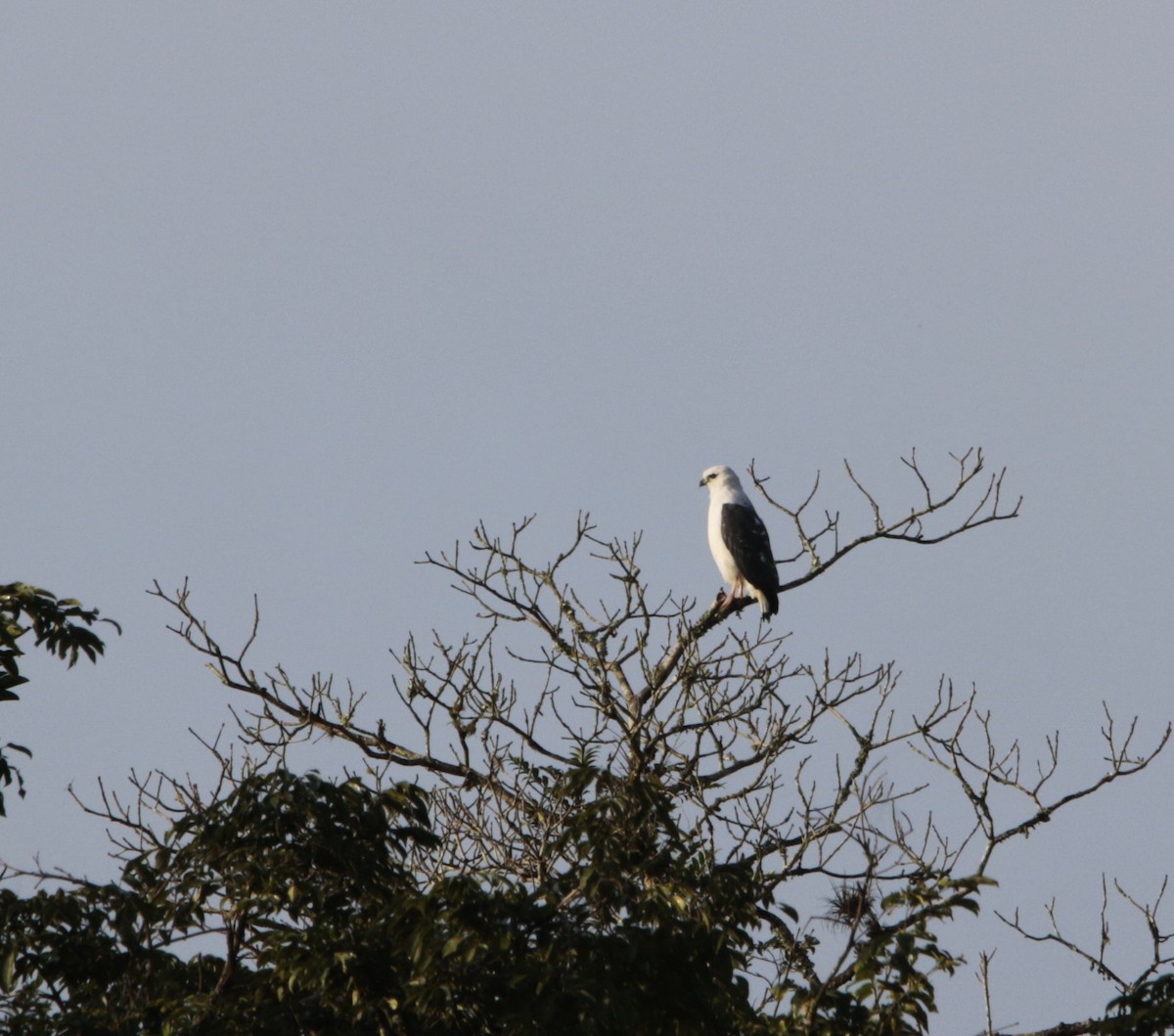 White-necked Hawk - ML618518258