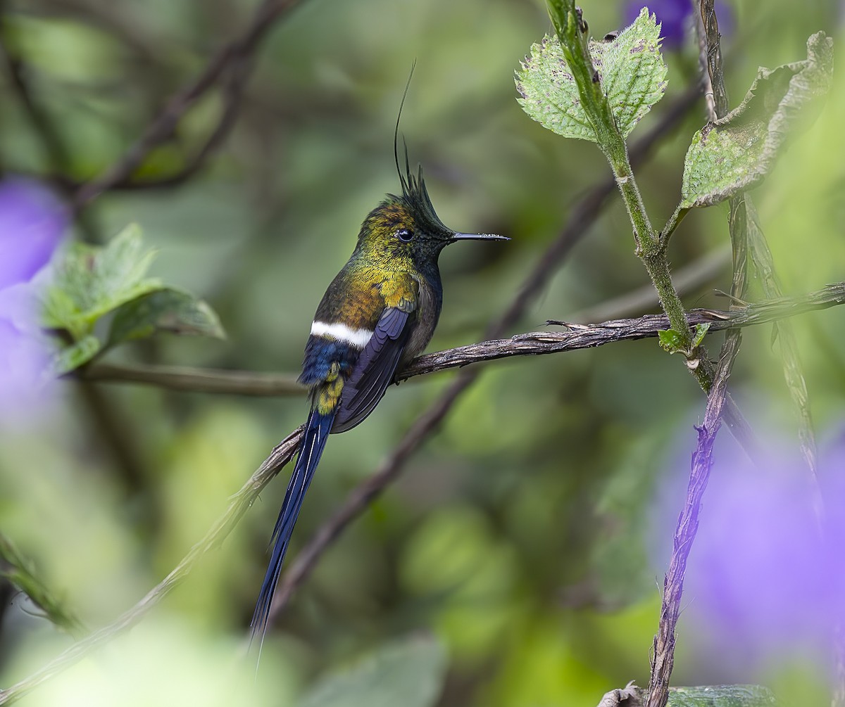 Wire-crested Thorntail - ML618518274