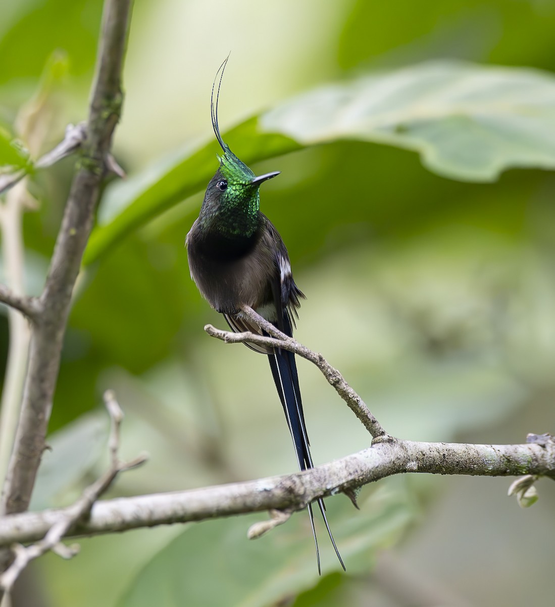 Wire-crested Thorntail - ML618518276