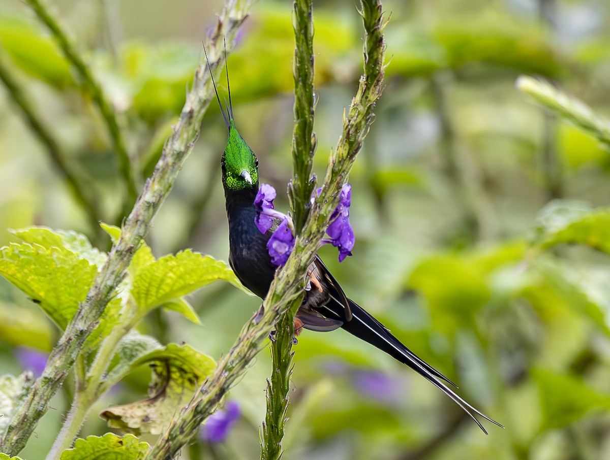 Wire-crested Thorntail - ML618518278