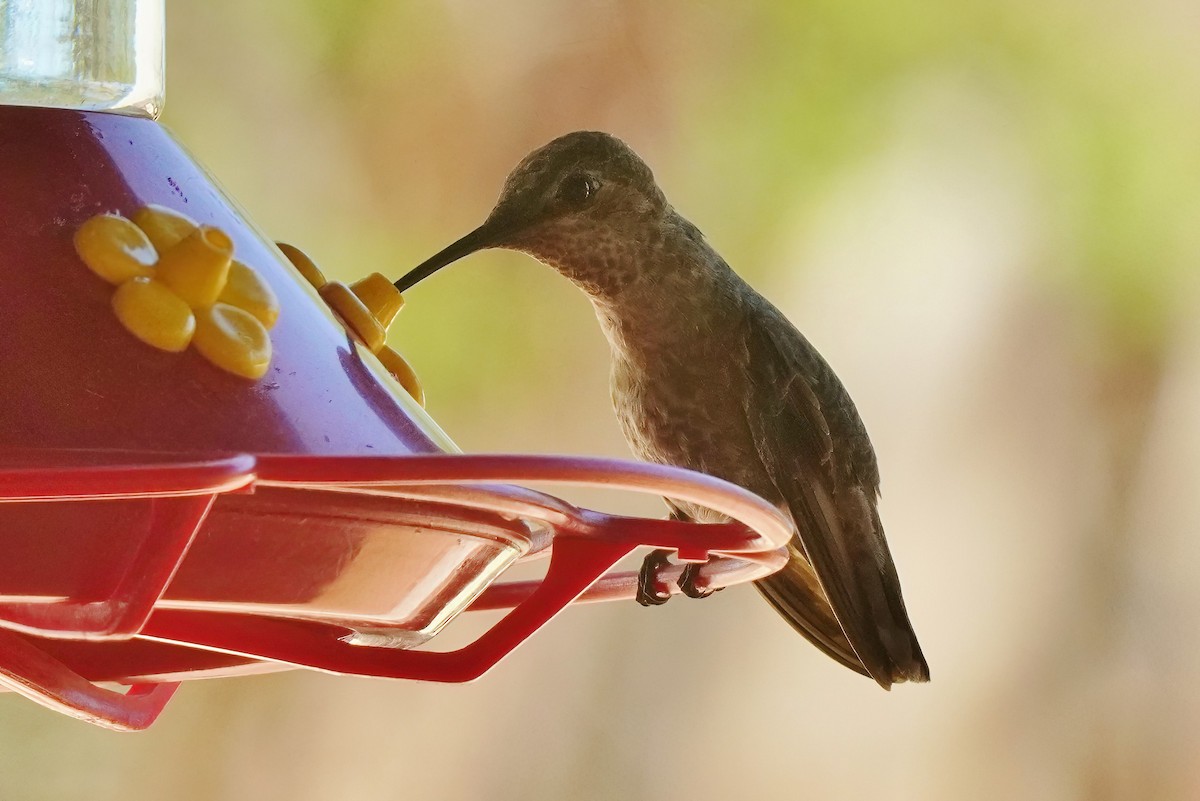 Black-chinned Hummingbird - ML618518318