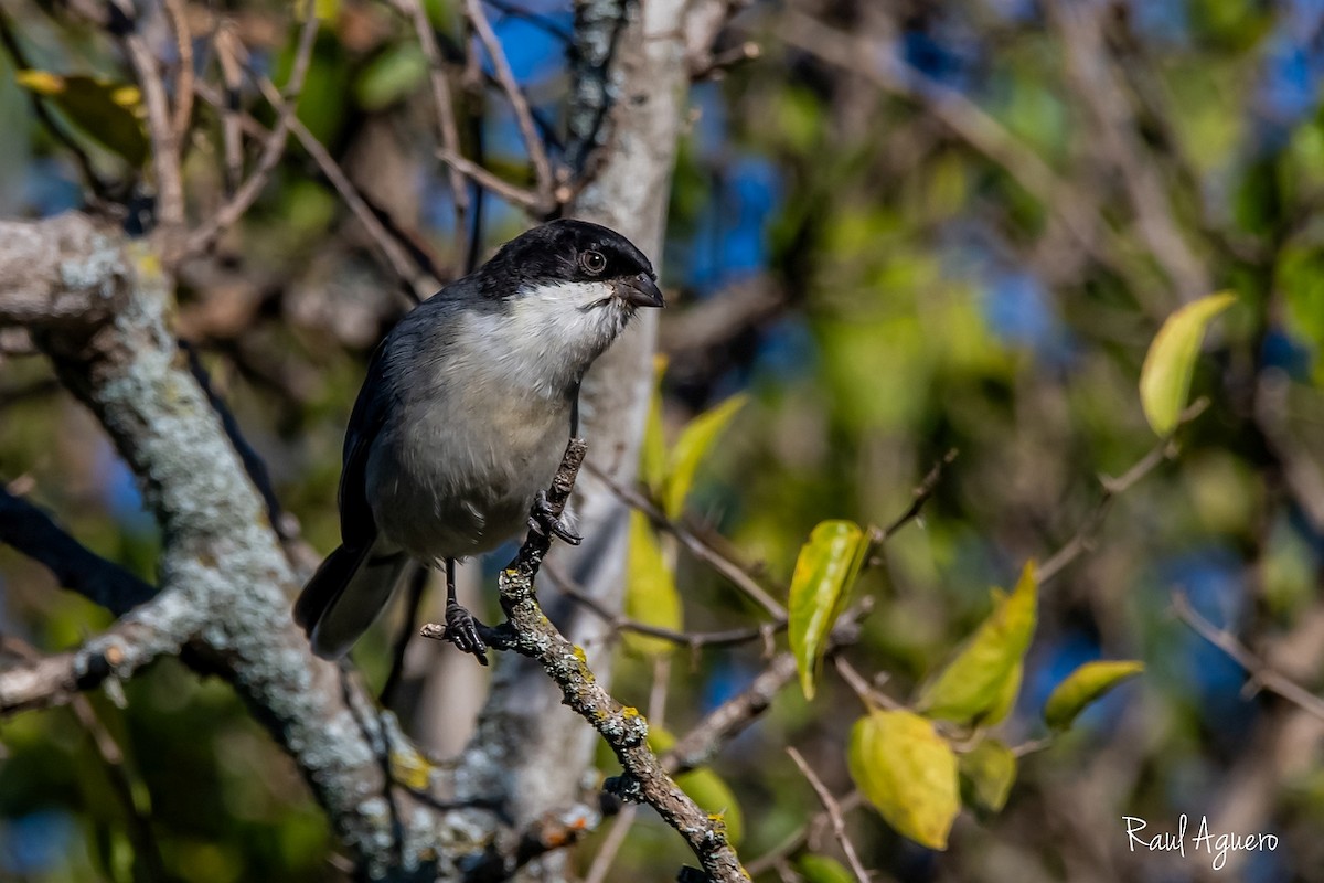 Black-capped Warbling Finch - ML618518325