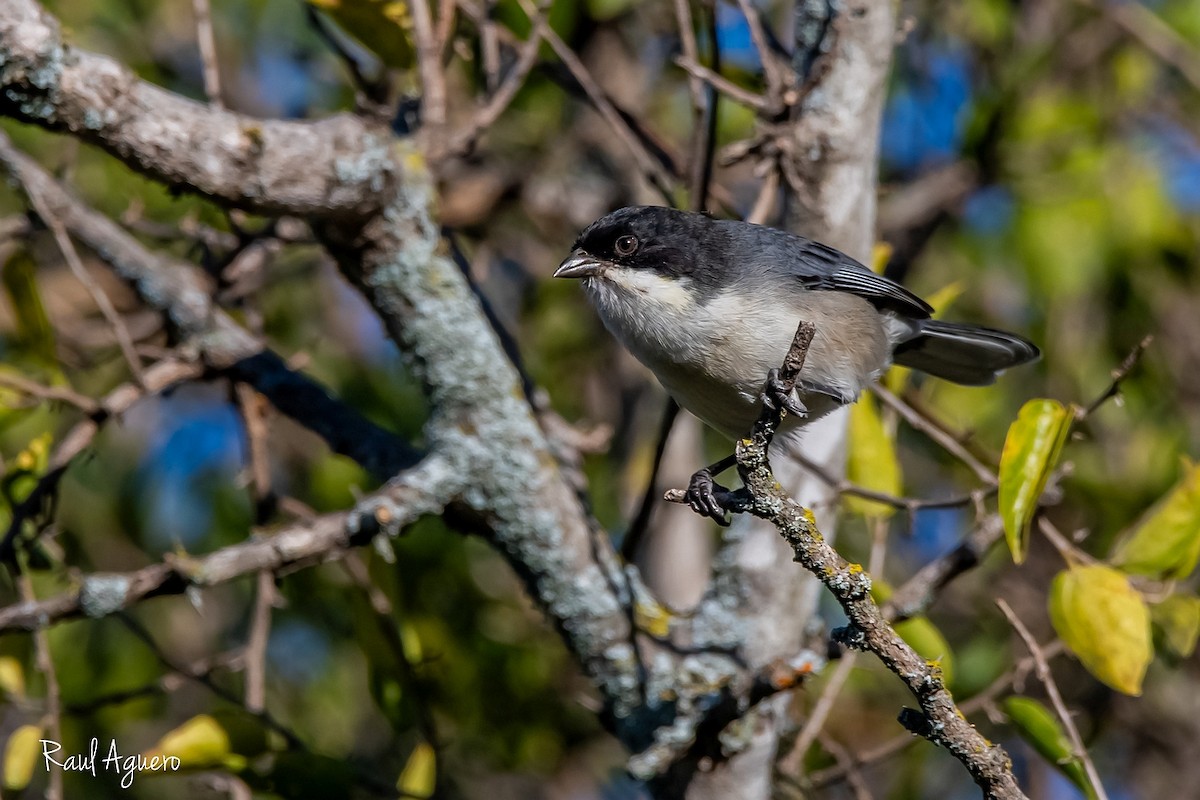 Black-capped Warbling Finch - ML618518326