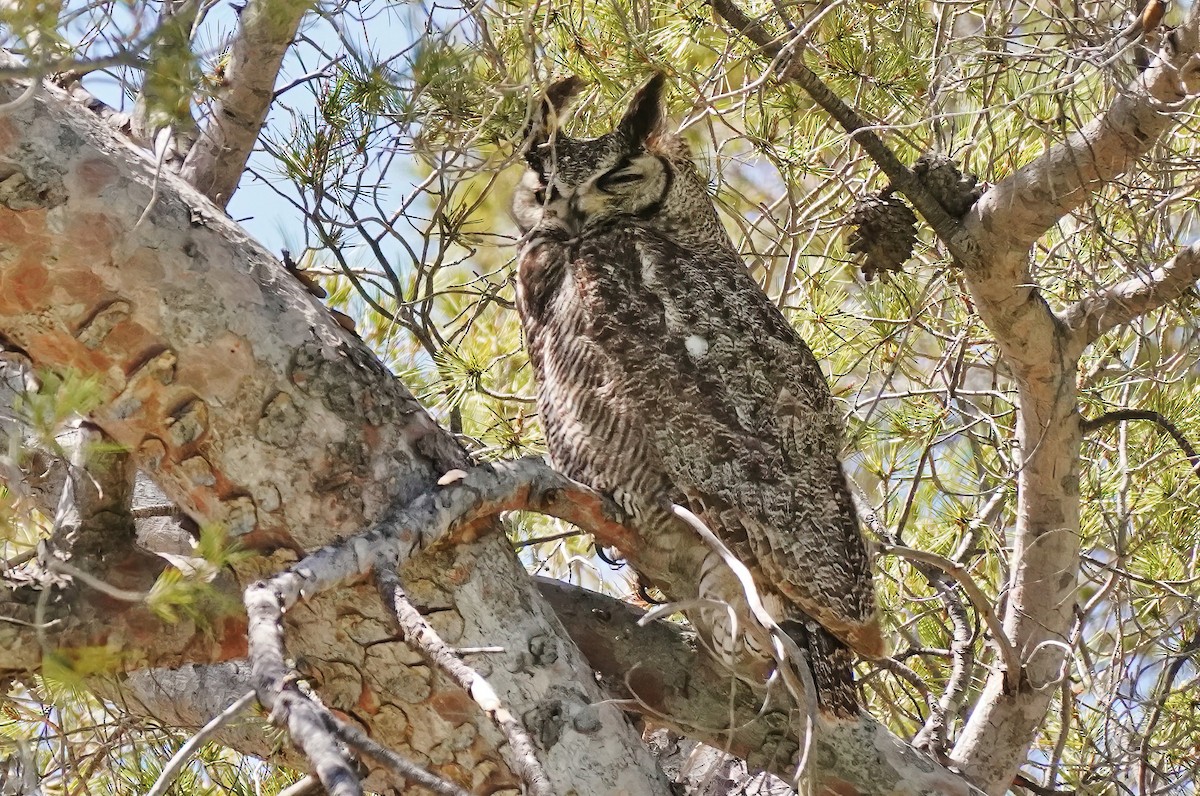 Great Horned Owl - ML618518360