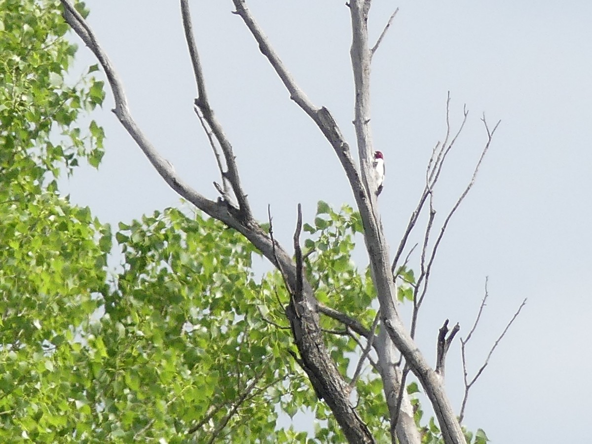 Red-headed Woodpecker - Phil St. Romain