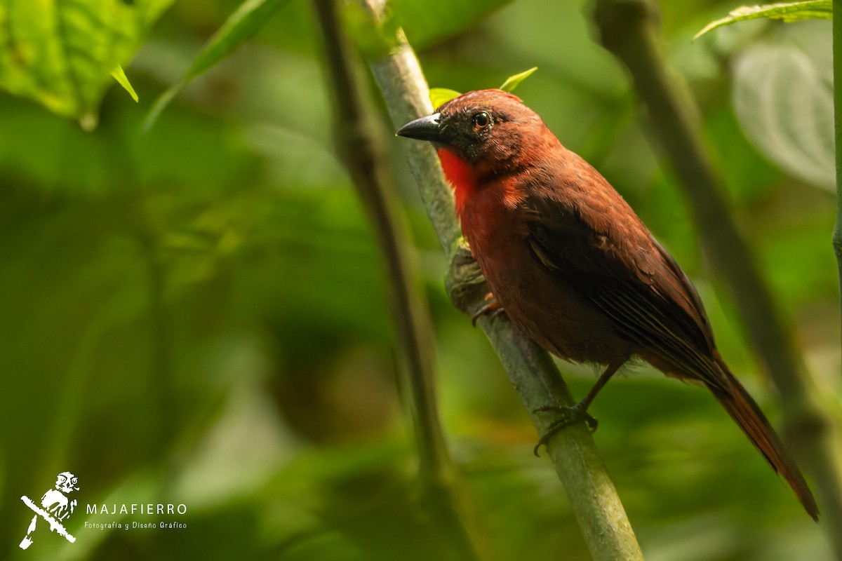 Red-throated Ant-Tanager - Roberto Vargas Masis